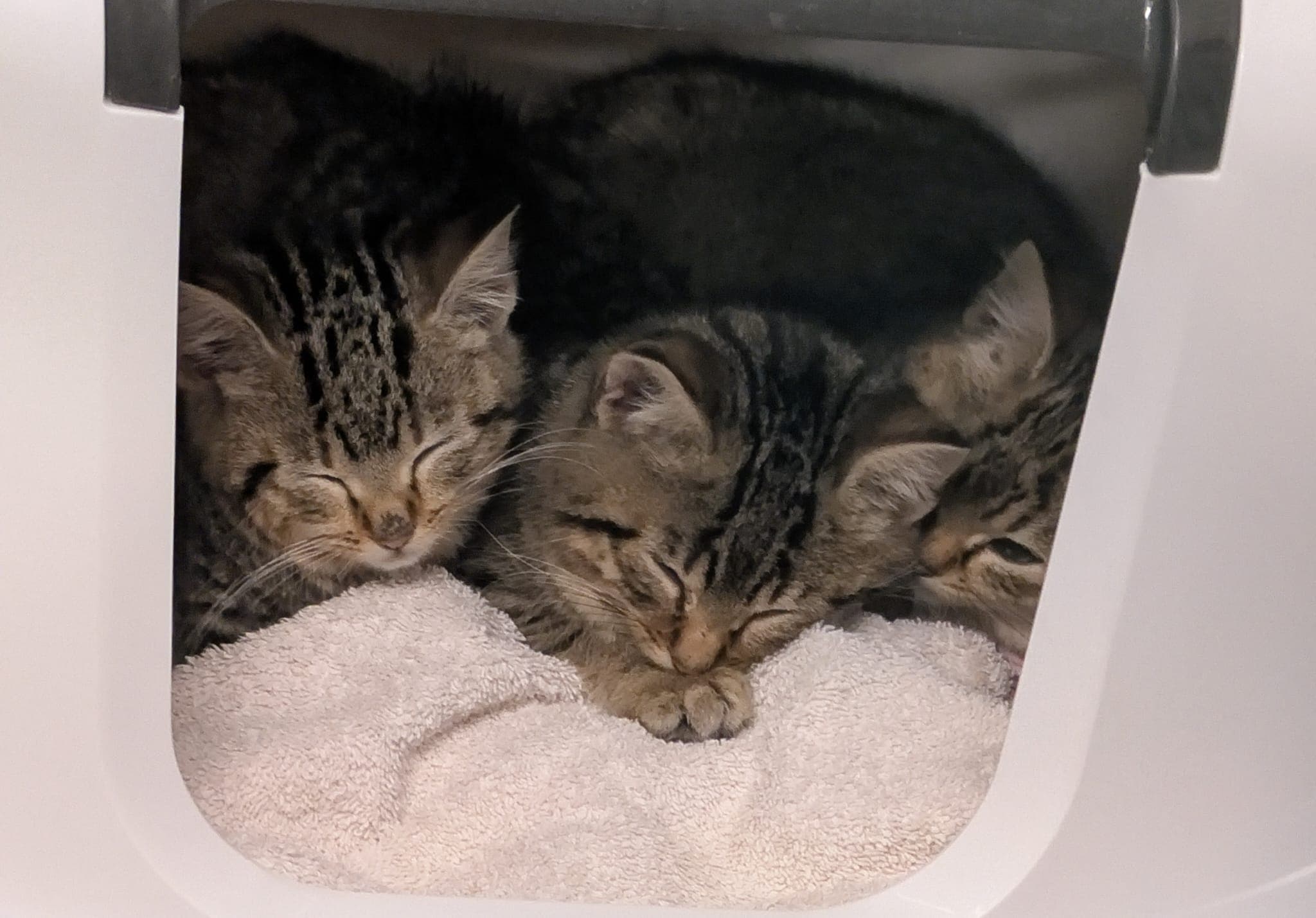 Alice, Aurora und Willy