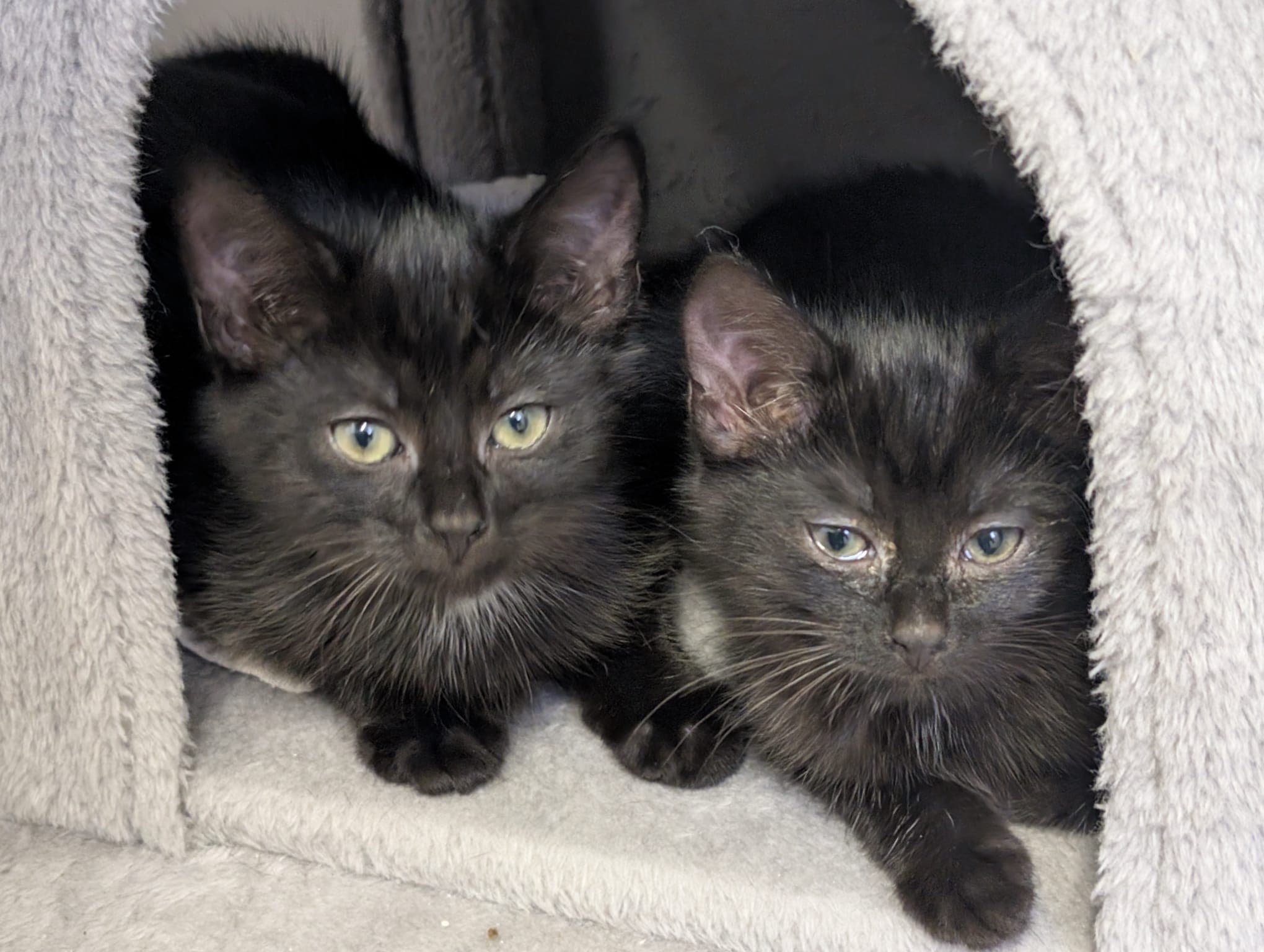 Harry und Ron – Kitten