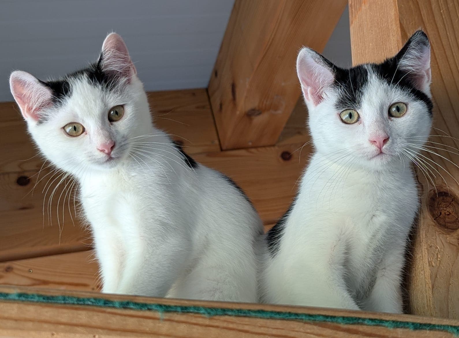 Max und Moritz – Kitten